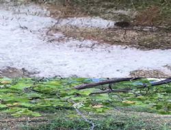 Mut'ta dolu ya���� kay�s� ve zeytinlere zarar verdi